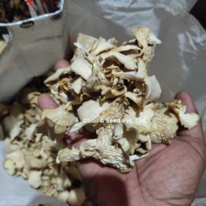 Dry Oyster Mushroom4