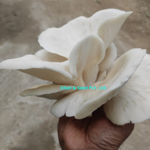 Fresh Oyster Mushroom5