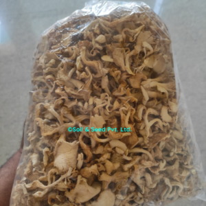 Dry Oyster Mushroom2