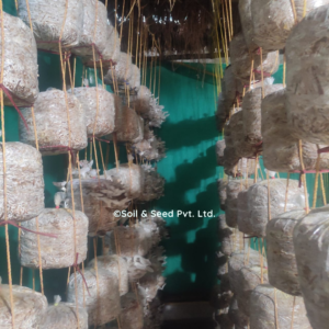 Oyster Mushroom Farm6