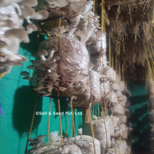 Oyster Mushroom Farm5