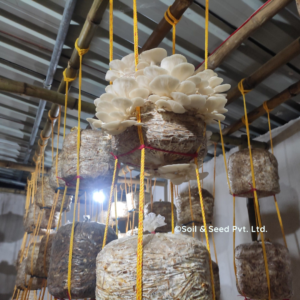 Oyster Mushroom Farm4