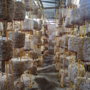 Oyster Mushroom Farm3