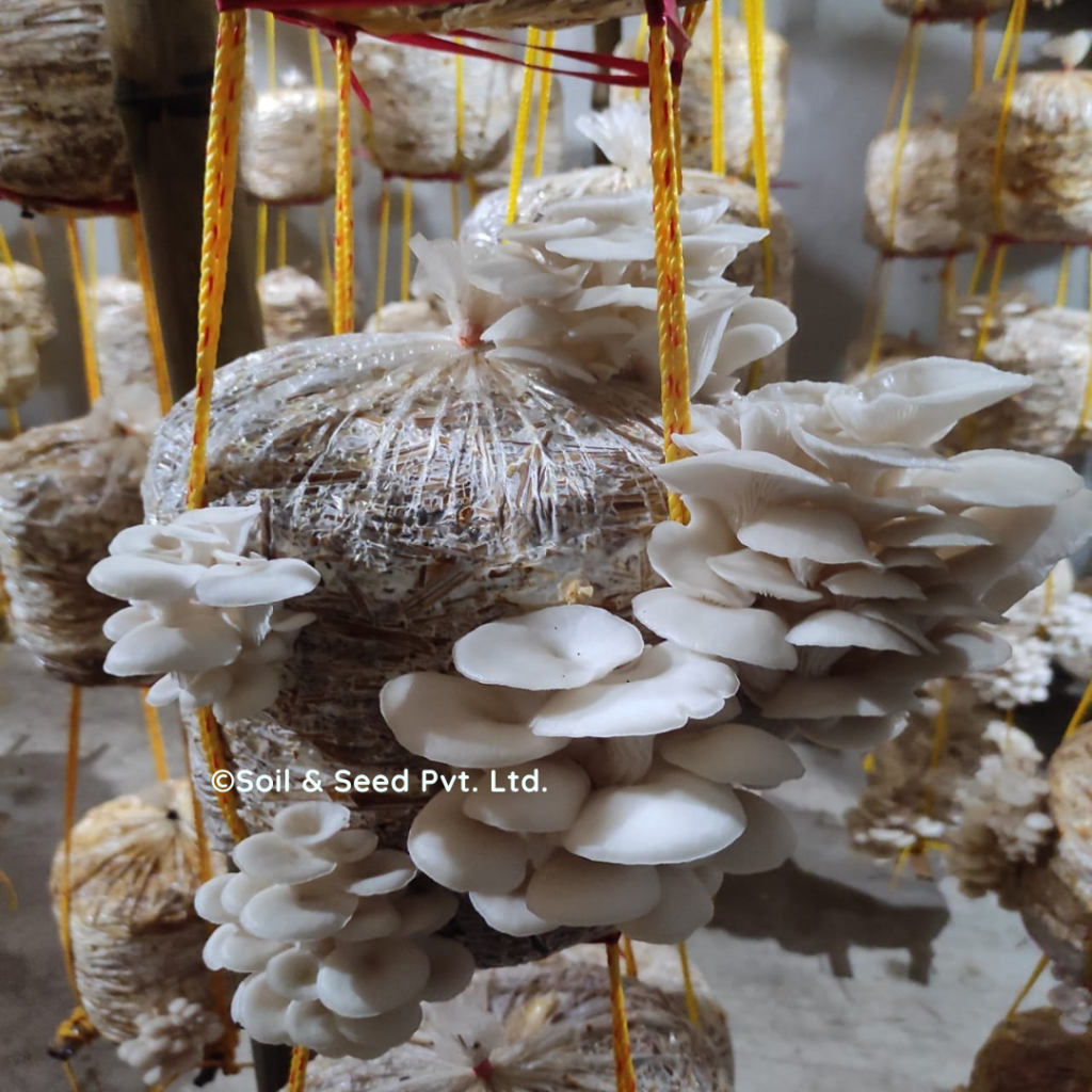 Start Your Own Oyster Mushroom Farm Today!