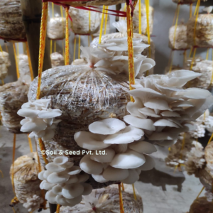 Oyster Mushroom Farm2