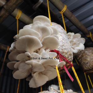 Oyster Mushroom Farm1