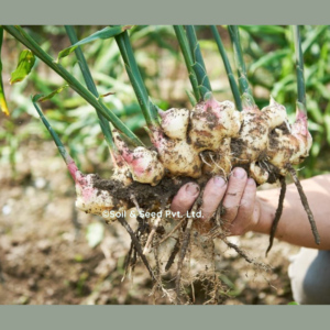 Ginger Farming