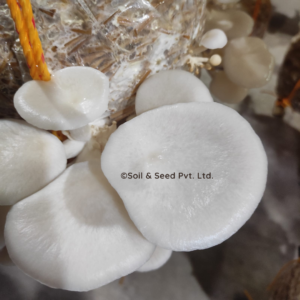 Fresh Oyster Mushroom3