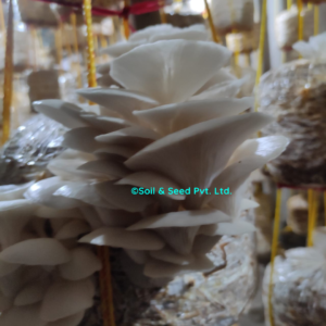 Fresh Oyster Mushroom1