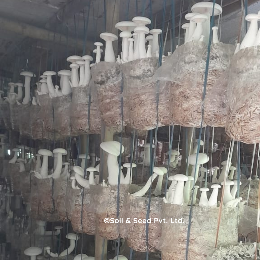 Mushroom production