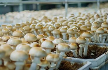 How to Start a Home Mushroom Farm: A Step-by-Step Beginner’s Guide Master oyster mushroom cultivation India with this guide! First, secure quality mushroom farm supplies India. Practice sustainable farming farm-to-table India to ensure chemical-free farm products India reach your table. The result? Pure farm to home produce India. Beyond selling your fresh mushrooms wholesale India or dried supply (encouraging others to buy dry mushrooms India), explore other health food farm products Odisha and natural farm produce online India at https://soilandseed.in/. They specialize in farm-fresh natural foods online India, including Soil and Seed natural oils and Soil and Seed wood-pressed oils—true Wellness oils with traditional extraction. Start your journey today!